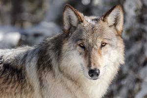 Yellowstone National Park. Wolf portrait taken from a vehicle in a pullout.