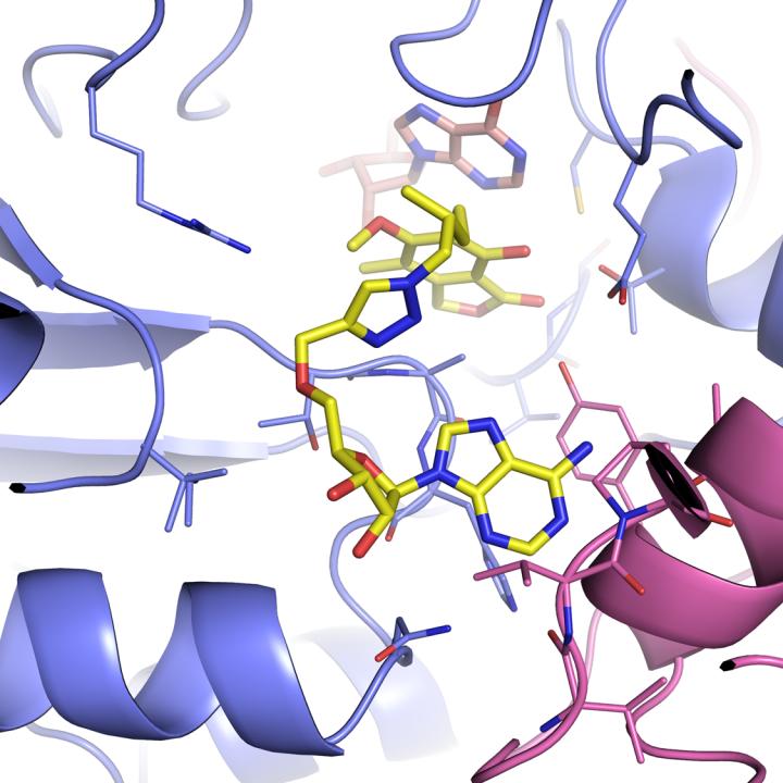 Mycobacterium IMPDH Complex when Attached to IMP and Inhibitor MAD1