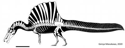 Reconstructed skeleton of a moderately sized Spinosaurus showing its famous sail-back and tail plume
