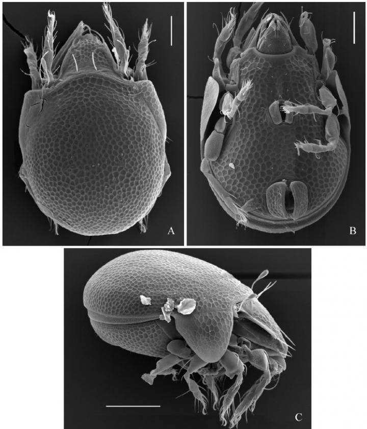 A SEM Image of Trachyoribates viktortsoii sp. nov.