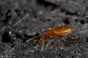 Cave beetle