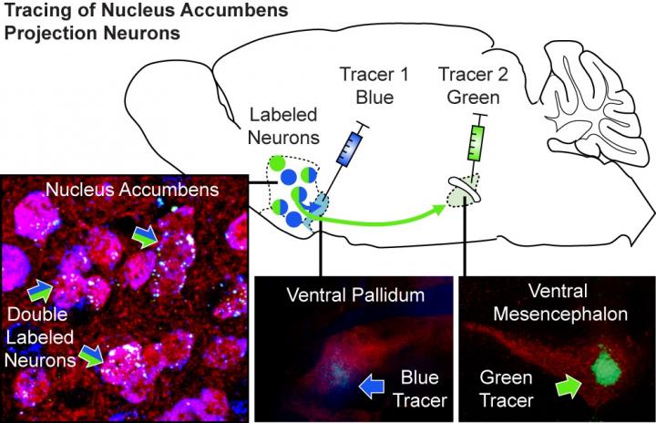Tracing of Nucleus Accumbens Projection Neurons