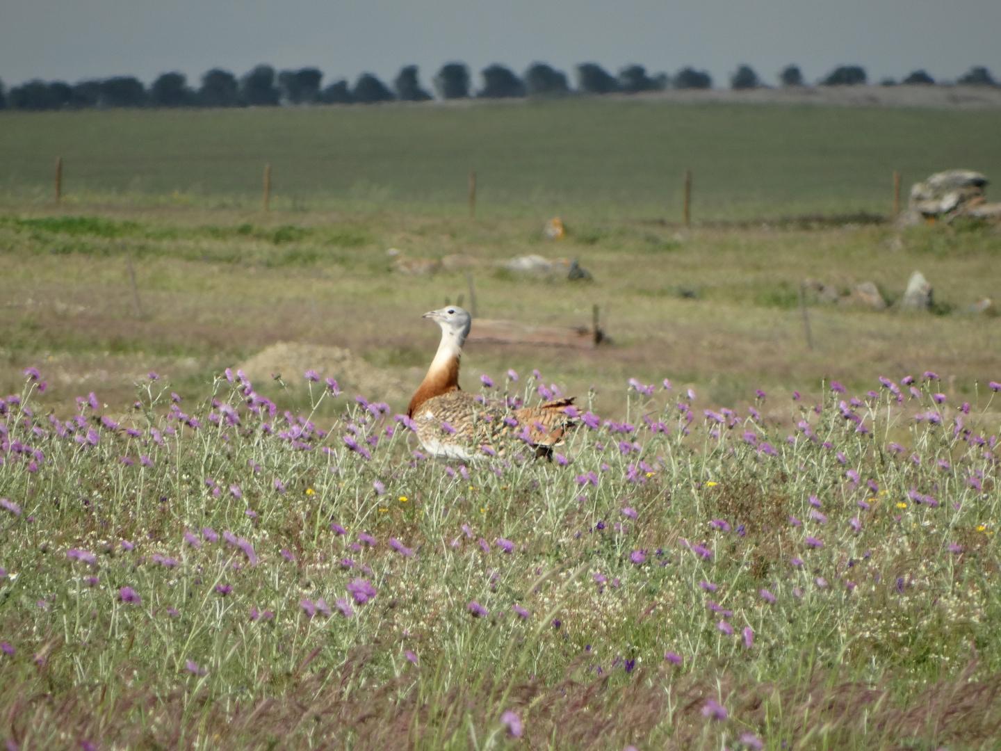 A great bustard
