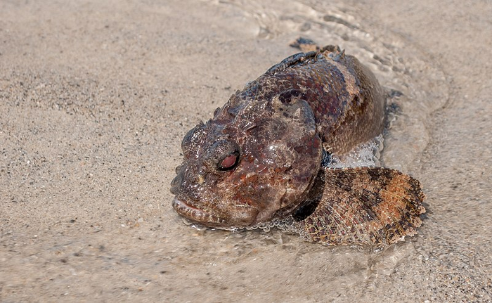 Complex ‘boop, grunt, swoop’ call of the Bocon toadfish