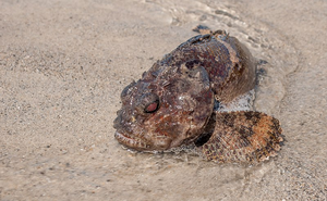 Complex ‘boop, grunt, swoop’ call of the Bocon toadfish