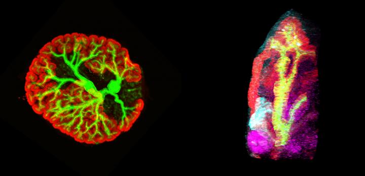 Higher-order Kidney Structures Reconstructed from Mouse Es Cells