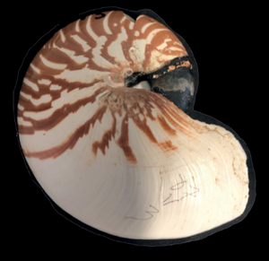 Lateral view of Nautilus vanuatuensis