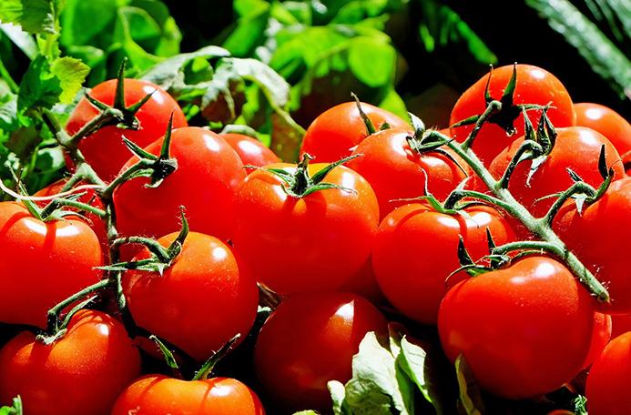 Why Do Tomatoes Smell Grassy?