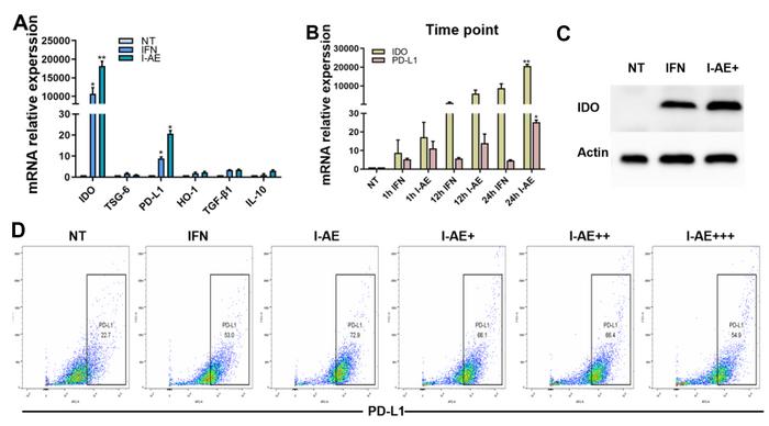 The promotion of AE on the expression of immune regulatory molecules in UMSCs.