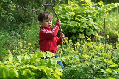 Little boy exploring the wood