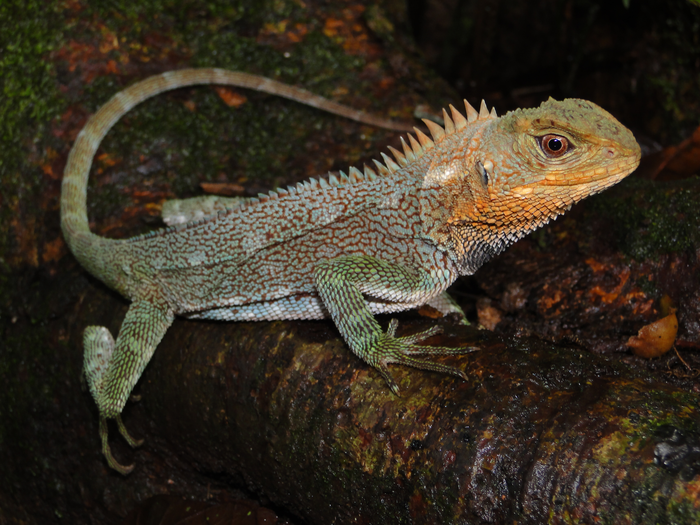 An adult male of Enyalioides feiruzae