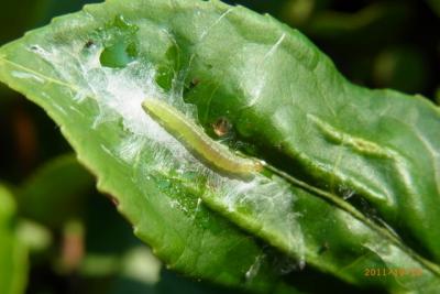 Tea Tortrix Larvae