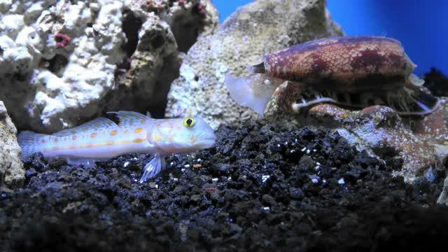 Intro to Cone Snail Venom