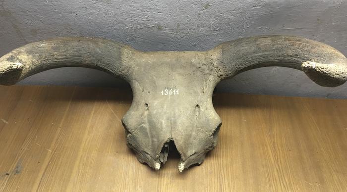 Aurochs skull