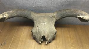 Aurochs skull