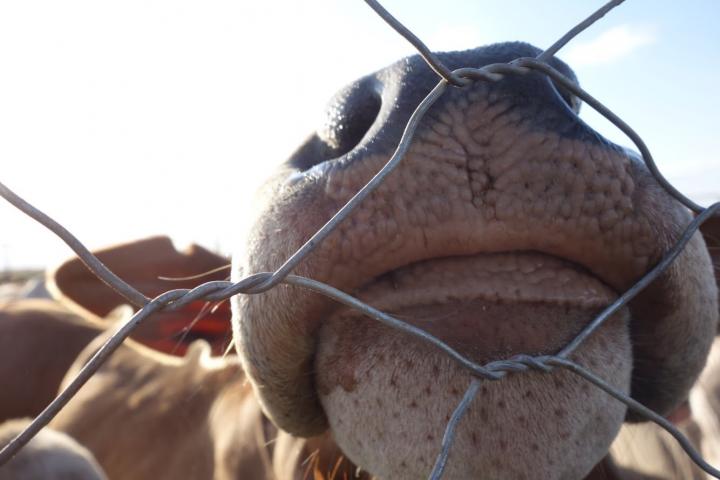 Cow Nose