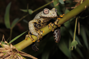 Hyloscirtus tolkieni