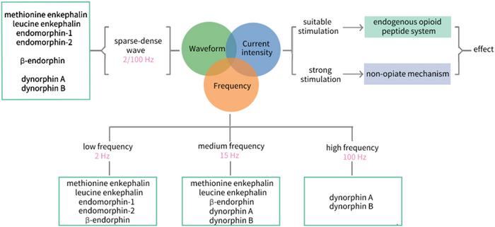 Endogenous opioid peptides system and dose-effect relationship of electroacupuncture (frequency, waveform and intensity)