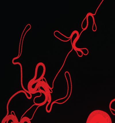 New Role For Protein Family Could Provide Pat Eurekalert