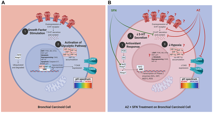 Oncotarget: Disabling the PI3K/Akt/mTOR survi | EurekAlert!