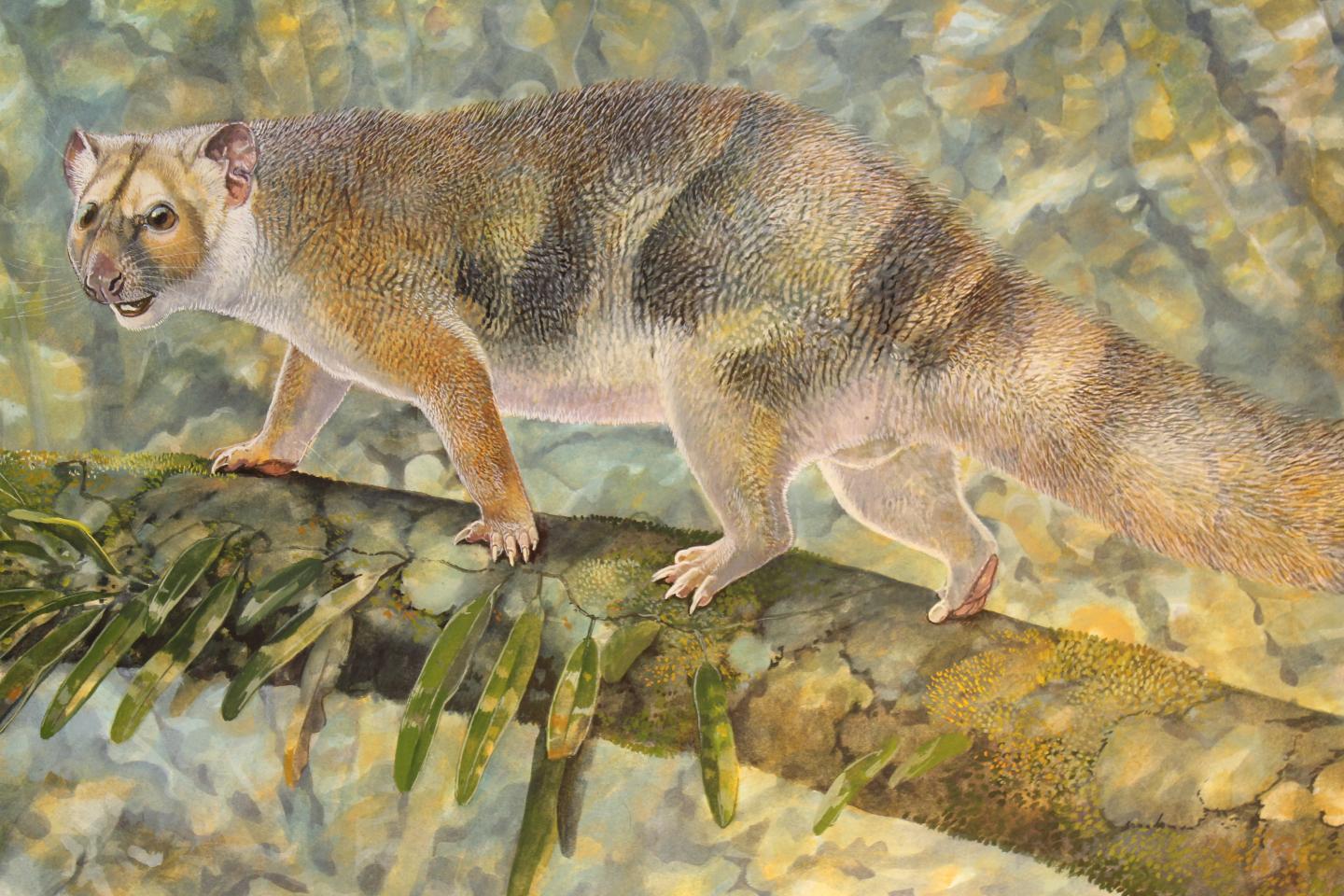 Tiny Extinct Marsupial Lion