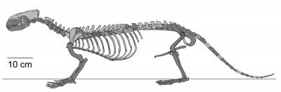Puijila darwini Skeleton (NUFV 405, Holotype)