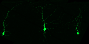 Neurons of the cortex—the brain’s outermost layer