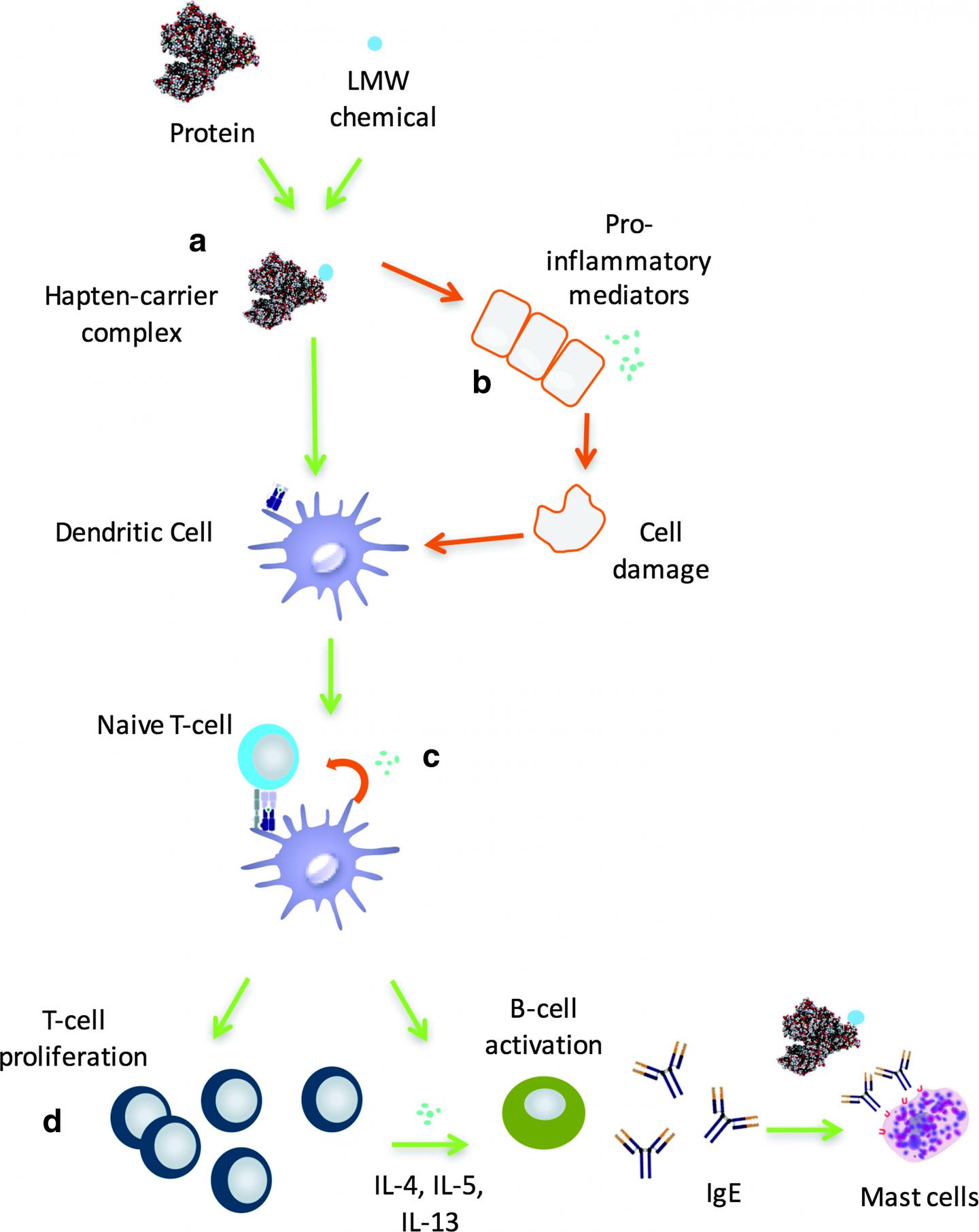 The Proposed AOP for Respiratory Sensitization
