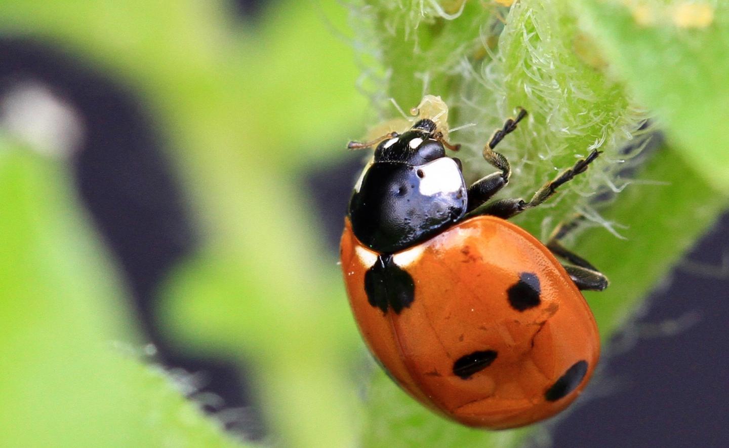 Ladybug Eats Aphids