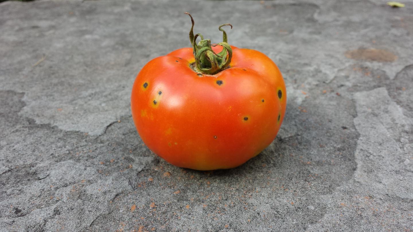 Ripe Tomato with Bacterial Speck Disease