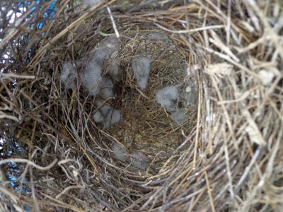Finch Nest with Cotton
