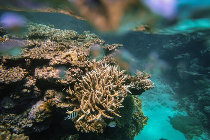 GBR bleaching