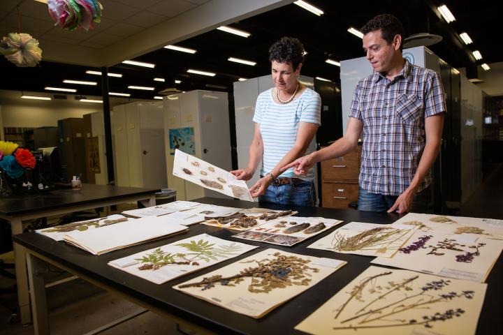 Grass Samples at the ASU Herbarium, Natural History Collections