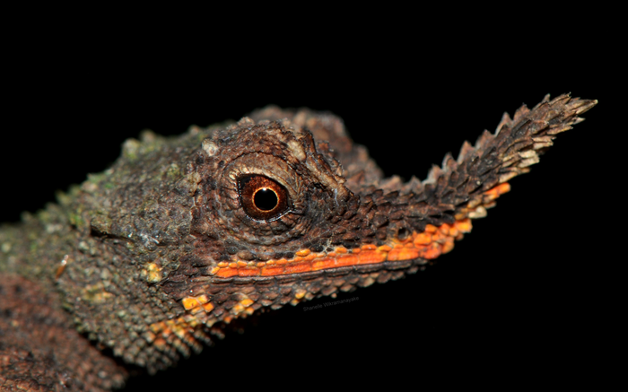 male rough-nosed horned lizard