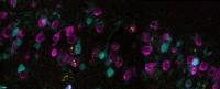 Prize-Winning Research Helps Reveal How the Brain is Built (2 of 2)