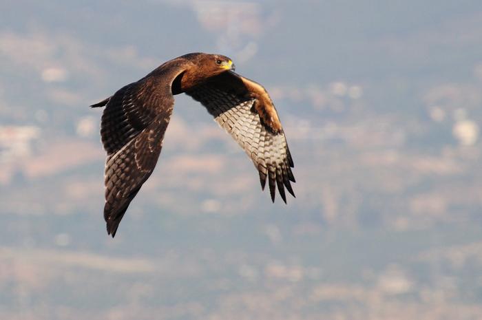 Bonelli’s eagle.