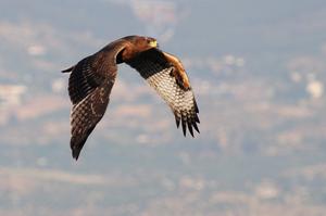 Bonelli’s eagle.