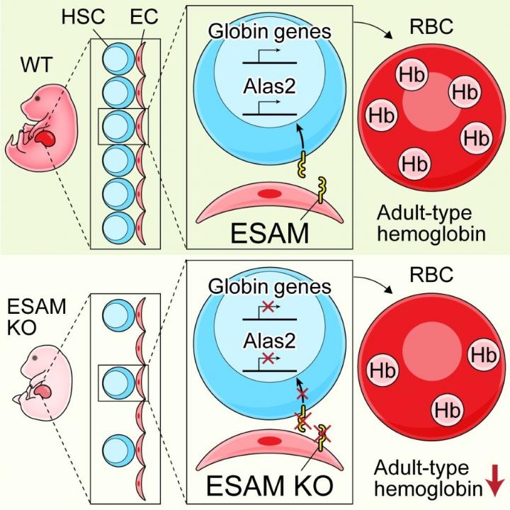 ESAM Deficiency