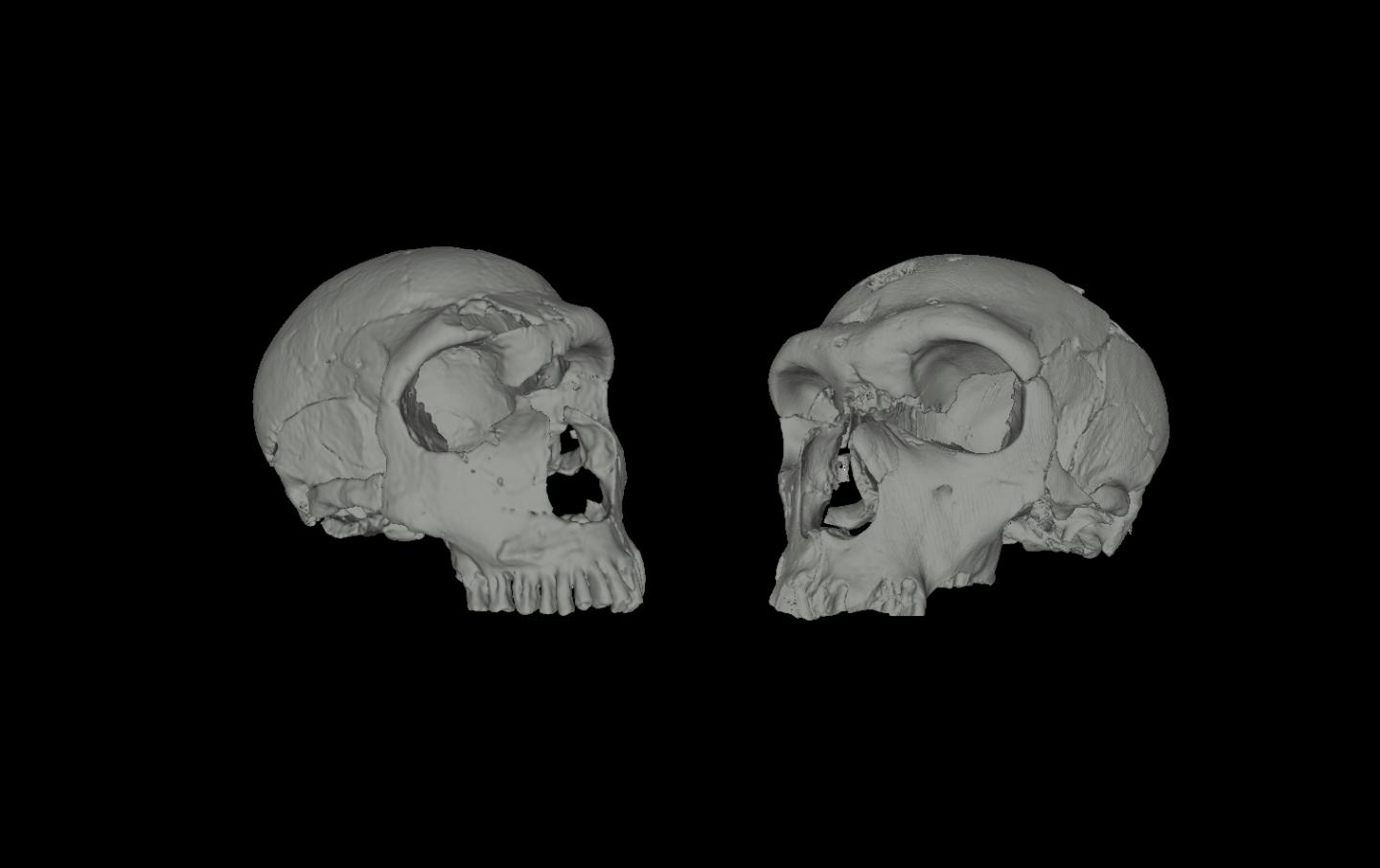 3-D Reconstruction of Neanderthal Skulls Based on CT Scans