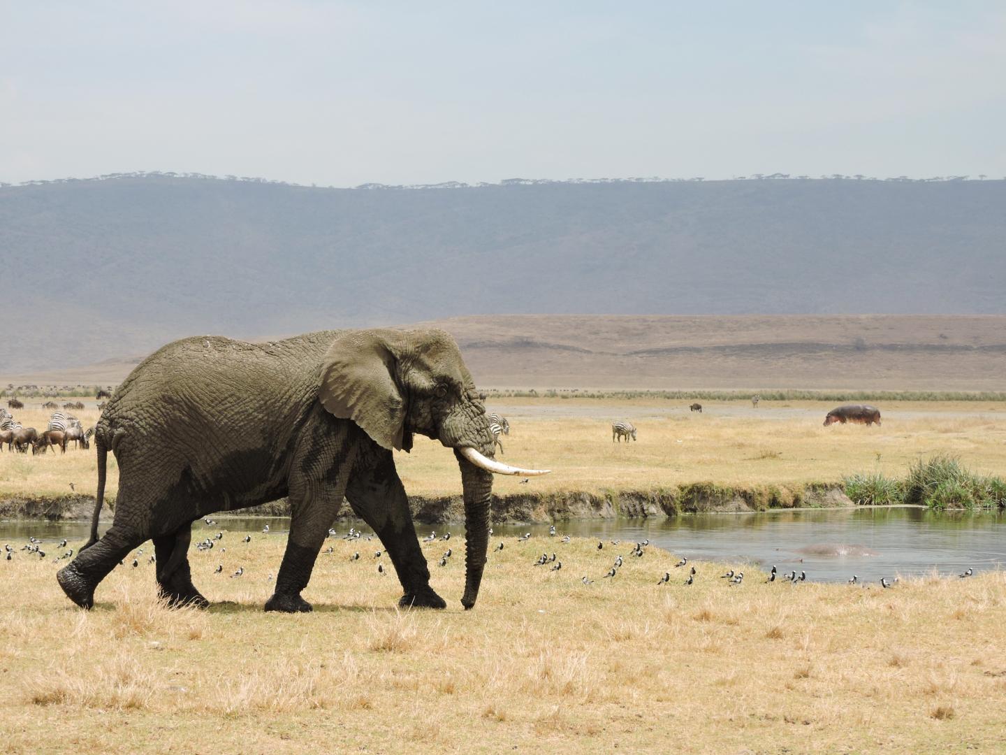 African Elephant (<em>Loxodonta africana</em>)