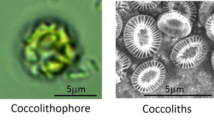 Coccolithophore and Coccoliths
