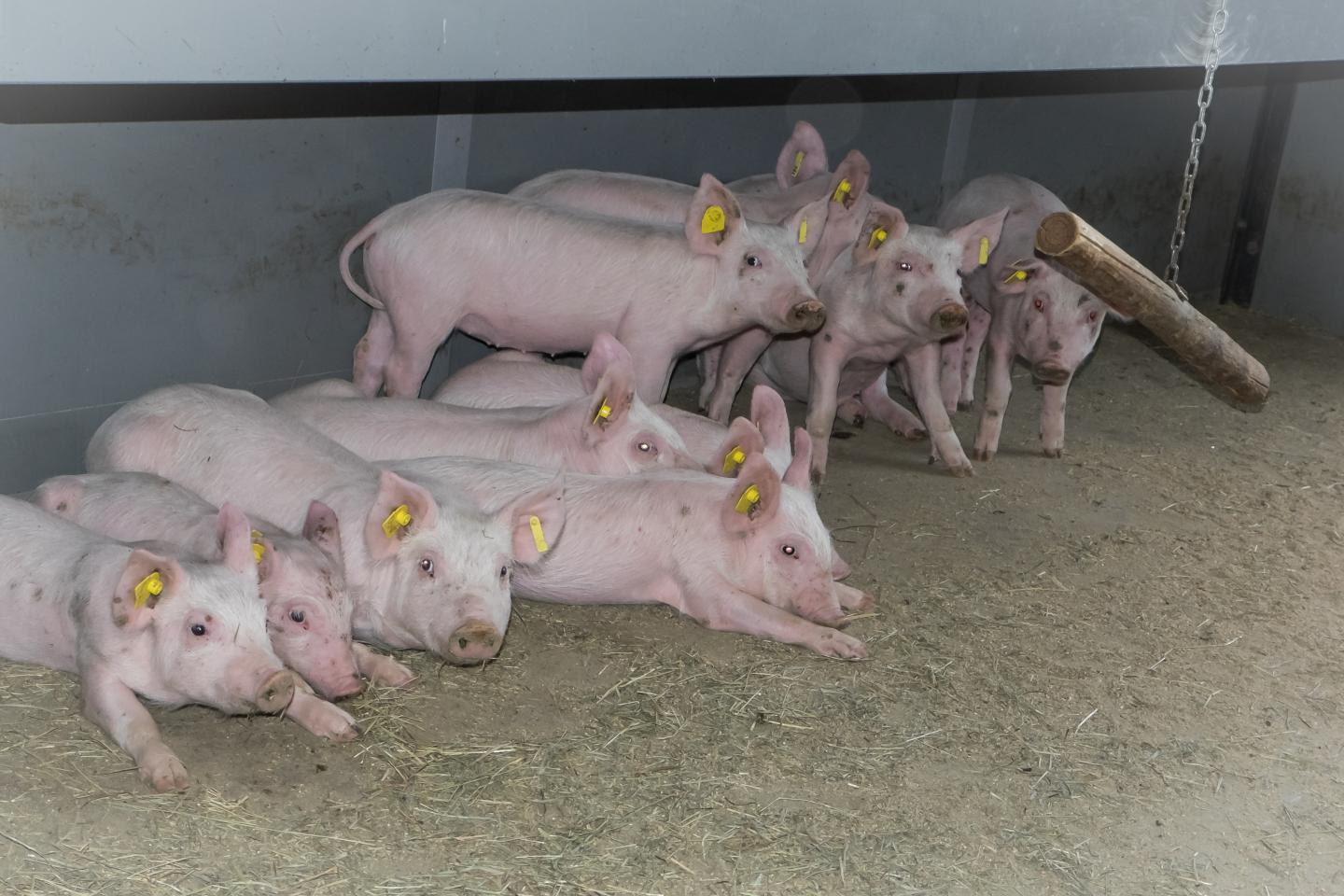 Pigs in a Livestock Building