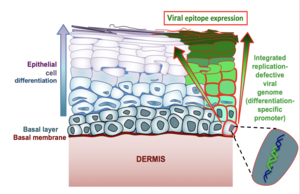 Texas Biomed HIV vaccine concept