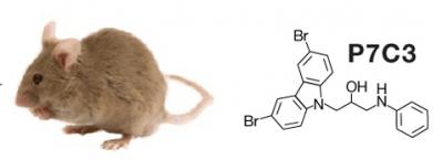 Mouse with P7C3 Chemical Structure