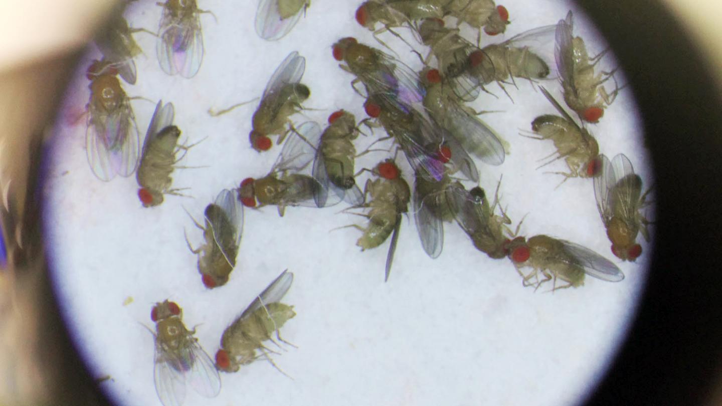 Male Fruit Fly Lifespan Affect [IMAGE] EurekAlert! Science News Releases