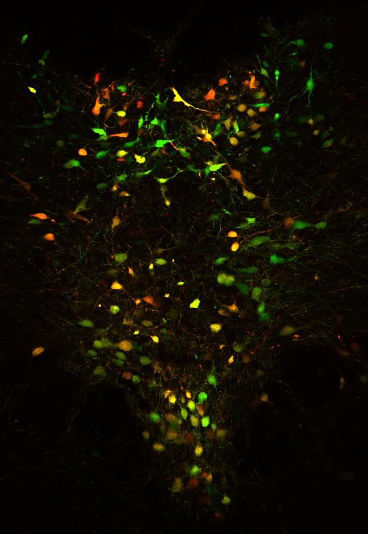Serotonin Neurons