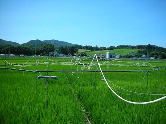 Rice in Japan