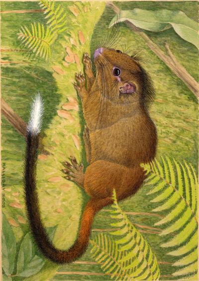 Second Color Illustration of New Species