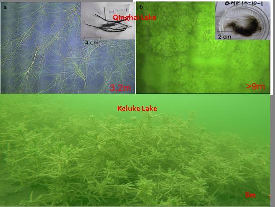 Aquatic Plant Distributions