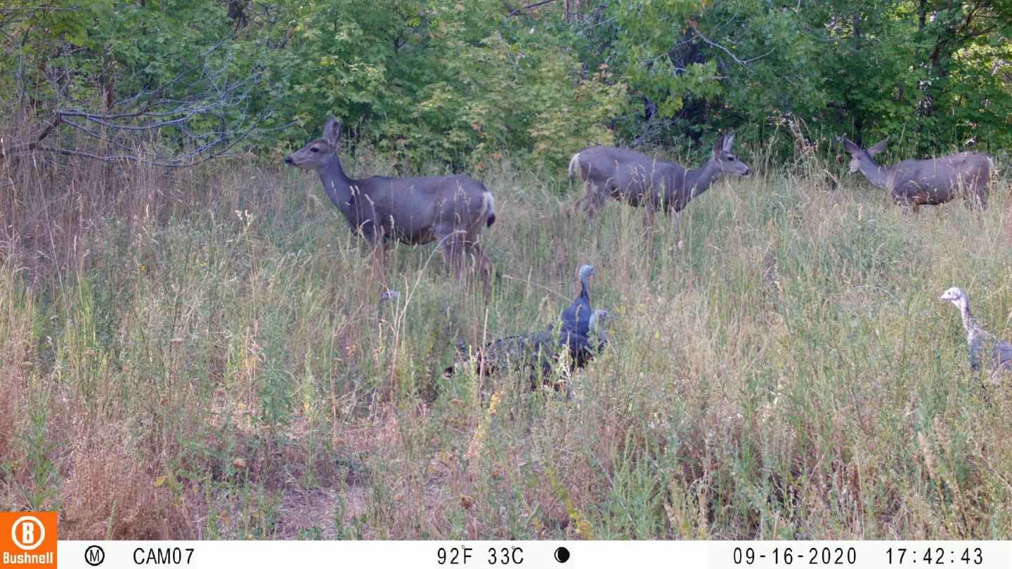 Deer and wild turkeys